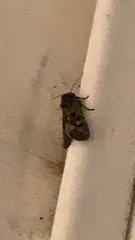 Lacinipolia renigera