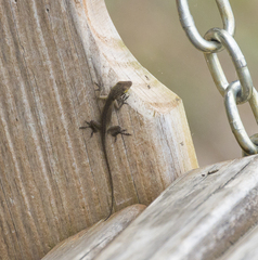 Anolis carolinensis