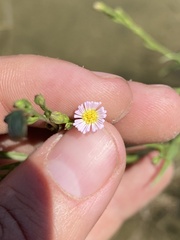 Symphyotrichum subulatum