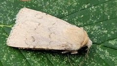 Euxoa comosa