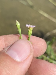 Symphyotrichum subulatum