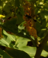 Sphecidae