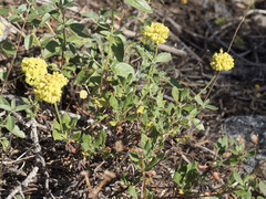Eriogonum umbellatum modocense