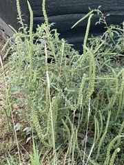 Amaranthus palmeri