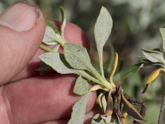 Eriogonum umbellatum modocense