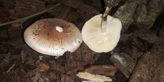 Echinoderma