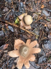 Geastrum