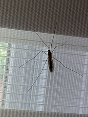 Nephrotoma ferruginea