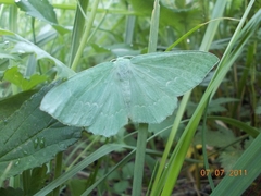 Geometra papilionaria