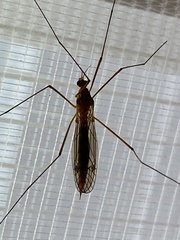 Nephrotoma ferruginea