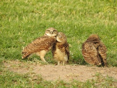 Athene cunicularia