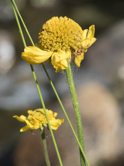 Helenium bigelovii