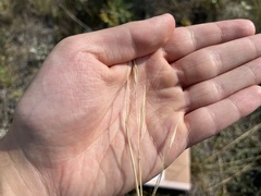 Hesperostipa curtiseta