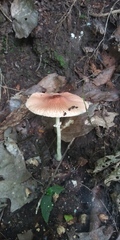 Leucoagaricus rubrotinctus