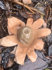 Geastrum