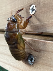 Graptopsaltria nigrofuscata