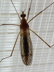 Nephrotoma ferruginea