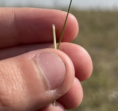 Hesperostipa curtiseta