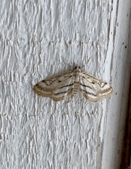 Parapoynx badiusalis