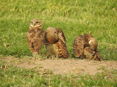 Athene cunicularia