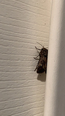 Lacinipolia renigera