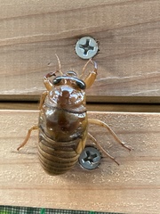 Graptopsaltria nigrofuscata