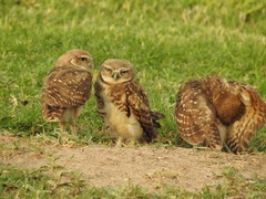 Athene cunicularia