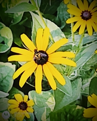 Eristalis transversa