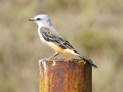 Tyrannus forficatus
