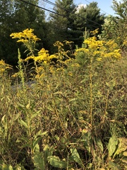 Solidago juncea