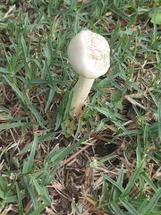 Fungi