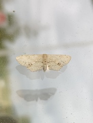 Idaea dimidiata