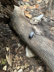 Cypherotylus californicus