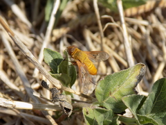 Chrysanthrax edititius