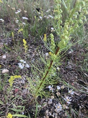 Artemisia campestris caudata