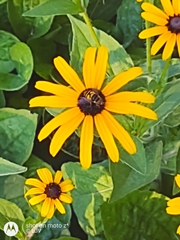 Eristalis transversa