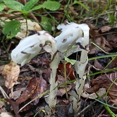 Monotropastrum humile