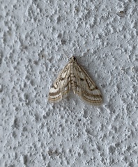 Parapoynx badiusalis