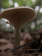 Cantharellula umbonata