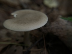 Cantharellula umbonata