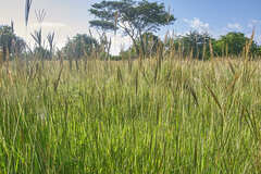 Dichanthium annulatum