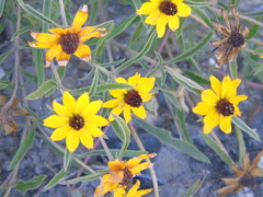 Sanvitalia fruticosa