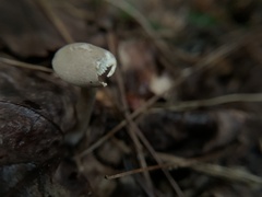 Cantharellula umbonata