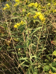 Solidago nemoralis
