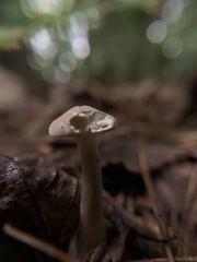 Cantharellula umbonata