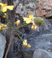 Cochlospermum gillivraei