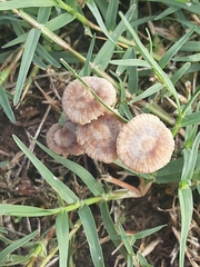 Fungi