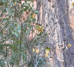 Cochlospermum gillivraei