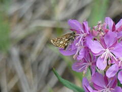 Carterocephalus skada