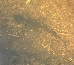 Ambystoma gracile